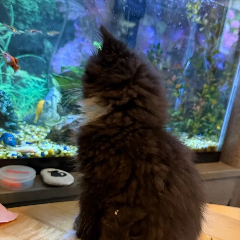 A baby small-sized female Black Domestic Long Hair cat named Fluffy Mcstuffins for adoption in Westport, CT
