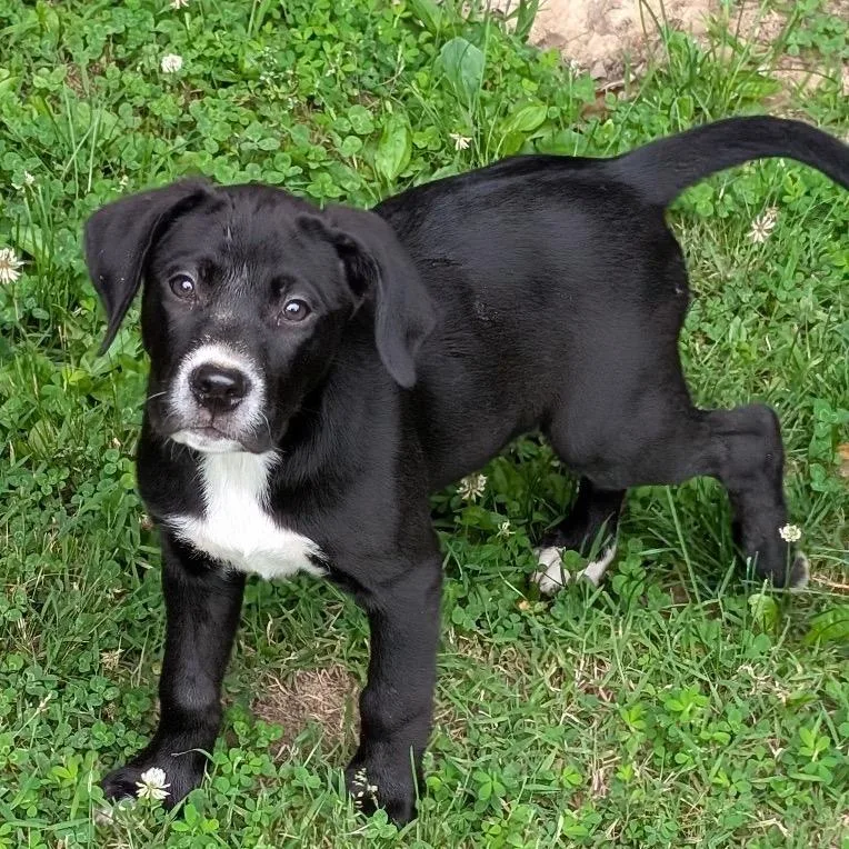 A baby medium-sized female Brown / Chocolate Mixed Breed dog named Tanya for adoption in Marion, IL