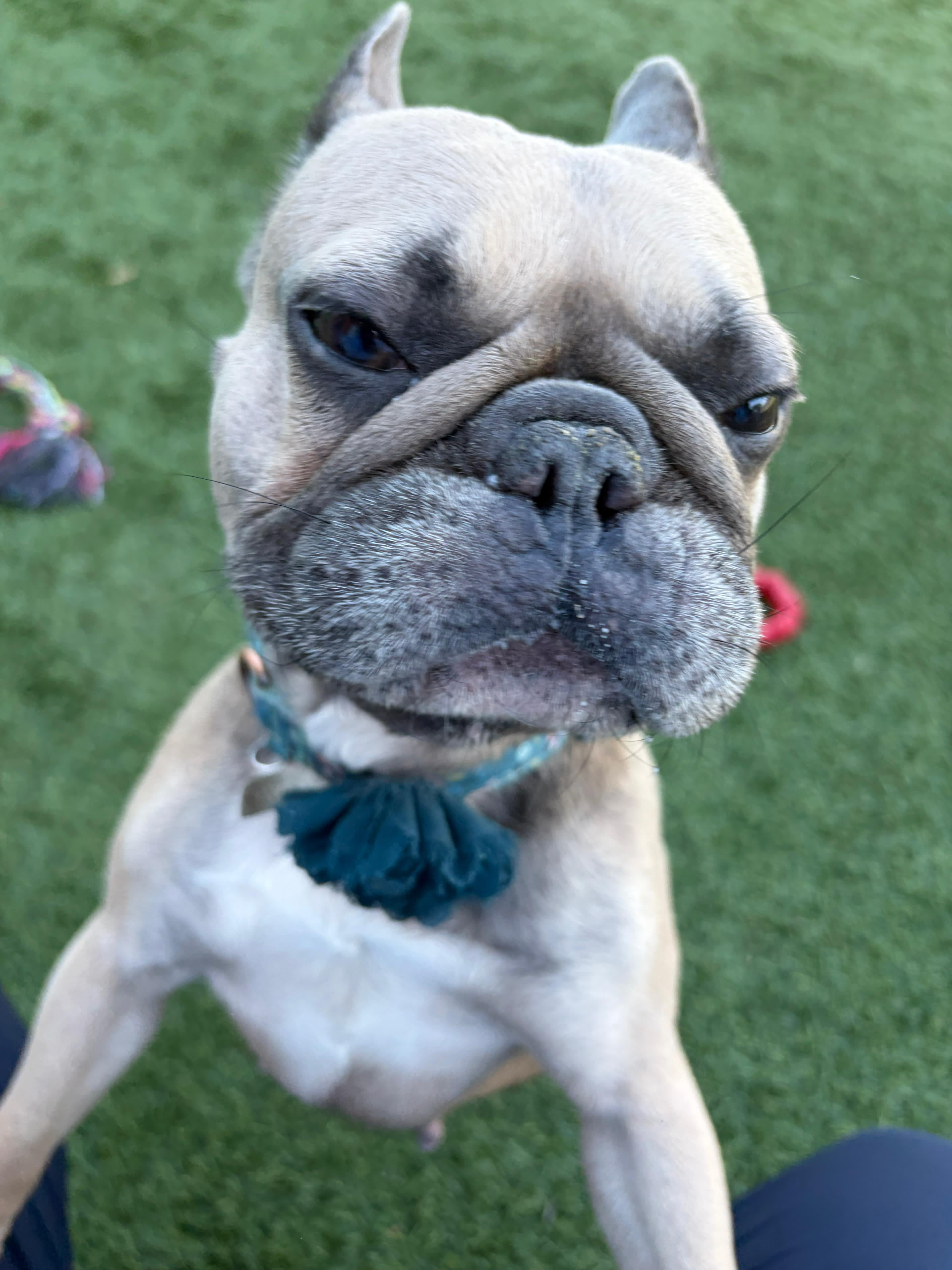 An adult small-sized female Black French Bulldog dog named Margo for adoption in Norwalk, CT