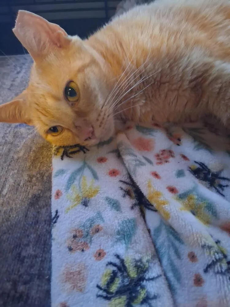 An adult medium-sized female Tabby (Orange / Red) Domestic Short Hair cat named Harper for adoption in Hudson, NH