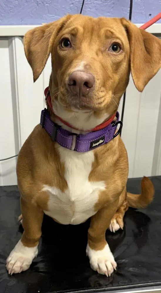 A young medium-sized female Tricolor (Brown, Black, & White) Basset Hound dog named Savannah for adoption in Waverly, OH