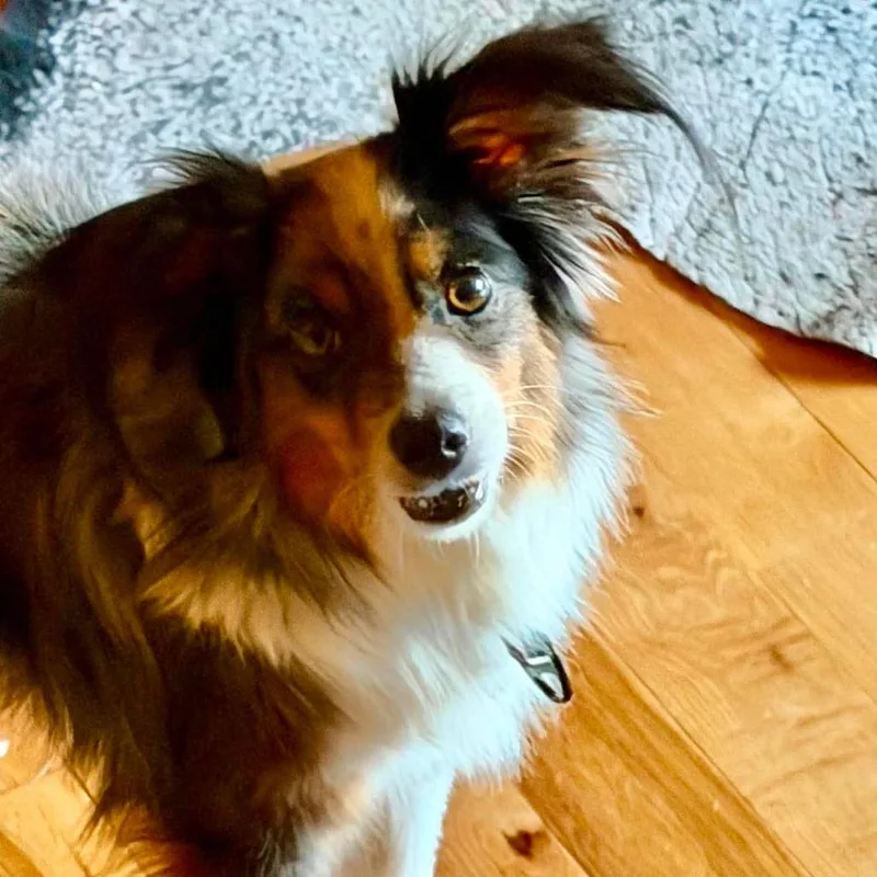 An adult small-sized male Gray / Blue / Silver Australian Shepherd dog named Teddy for adoption in Alma, WI