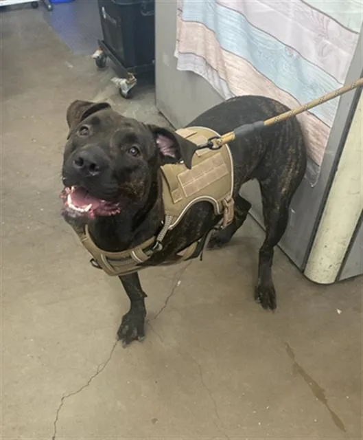 A young large-sized female Mixed Breed dog named Athena for adoption in Dallas, TX