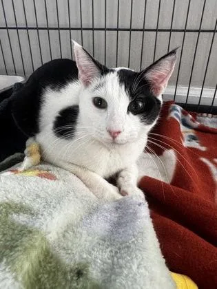 Panda Bear thumbnail 2