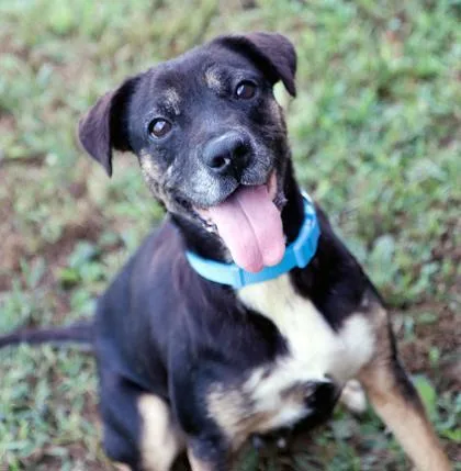 An adult medium-sized female Mixed Breed dog named Sapphire for adoption in Merriam, KS