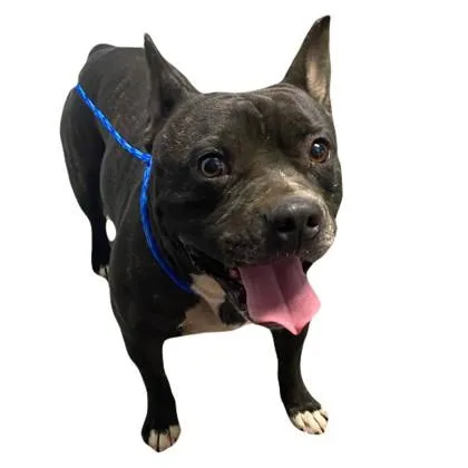 An adult medium-sized male Pit Bull Terrier dog named Harrison for adoption in Red Bluff, CA