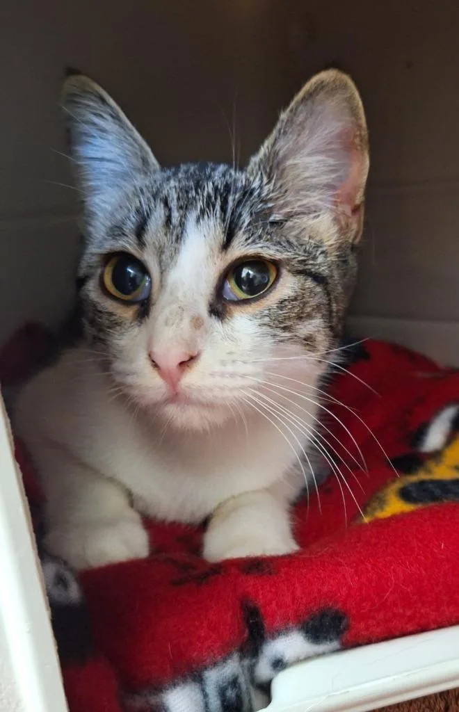 A baby medium-sized female Domestic Short Hair cat named Fiona for adoption in Noble, OK