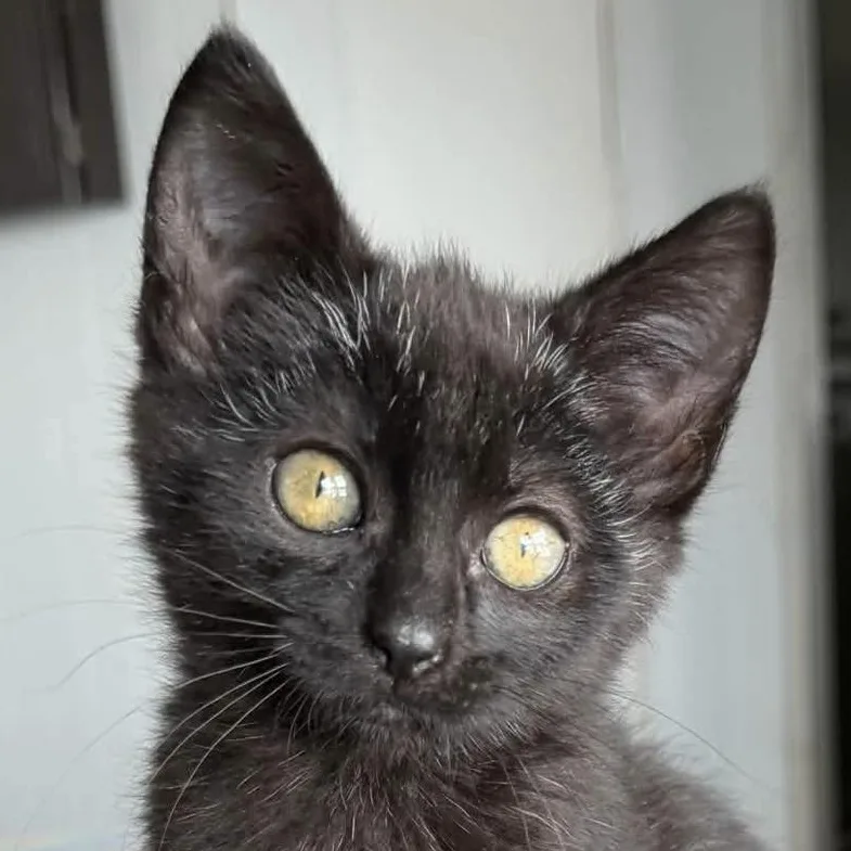 A baby medium-sized male Black Domestic Short Hair cat named Mickey for adoption in Eugene, OR