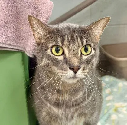 An adult small-sized male Gray & White Domestic Short Hair cat named August for adoption in Sacramento, CA
