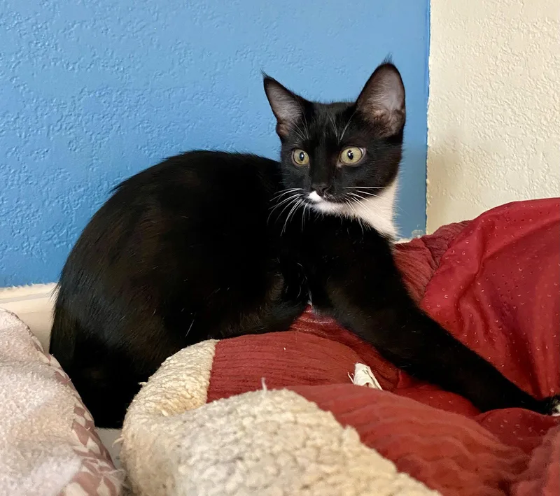 A young medium-sized female Domestic Short Hair cat named Feyre for adoption in Fargo, ND