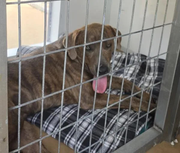 An adult medium-sized male Pit Bull Terrier dog named Jack for adoption in Cleveland, TN