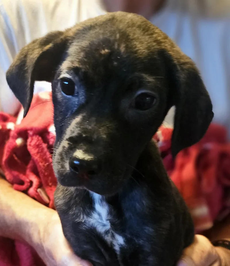 A baby small-sized female Bicolor Beagle dog named Reina for adoption in Leesburg, AL