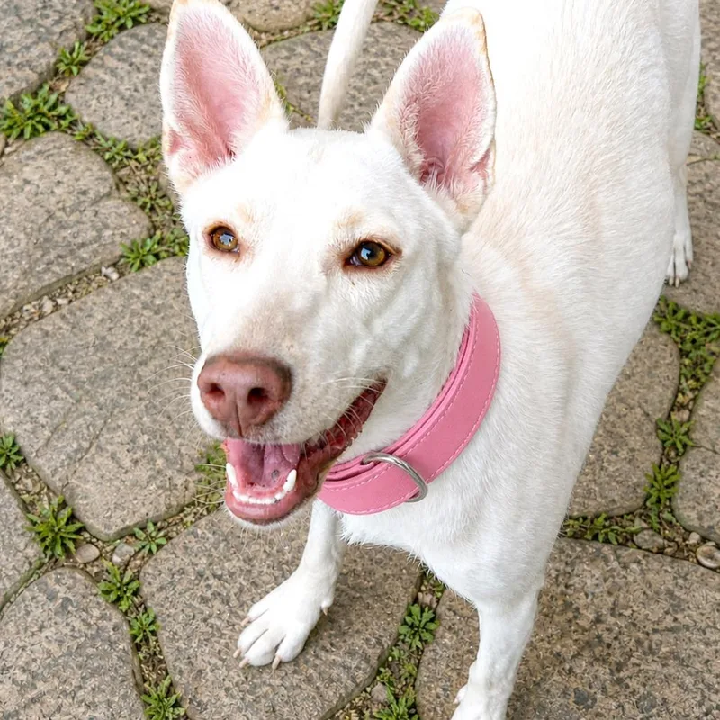 A young medium-sized female White / Cream Shepherd dog named Natalie for adoption in Boerne, TX