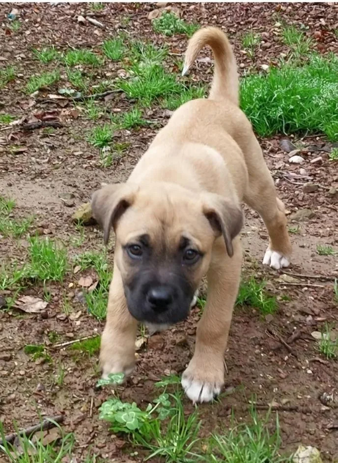 Rootbeer thumbnail 3