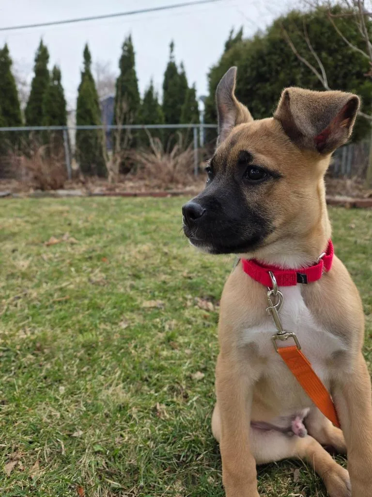 Rootbeer thumbnail 5