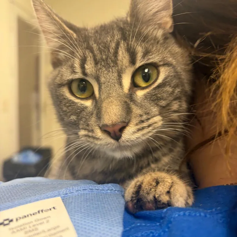 A young medium-sized male Domestic Short Hair cat named Rami for adoption in Pekin, IL