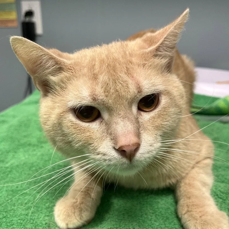 A young medium-sized male Orange / Red Domestic Short Hair cat named Remus for adoption in New Castle, DE