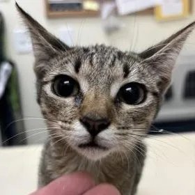 A baby medium-sized female Tabby (Brown / Chocolate) Domestic Short Hair cat named Trinket for adoption in Charleston, SC
