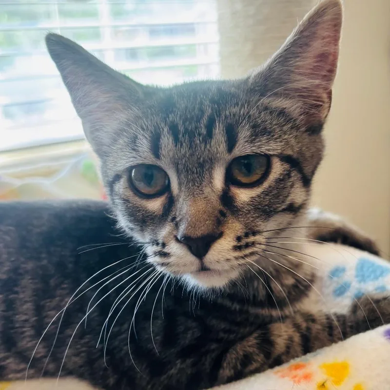 A baby small-sized female Brown / Chocolate Domestic Short Hair cat named Sherly for adoption in Grantsville, UT