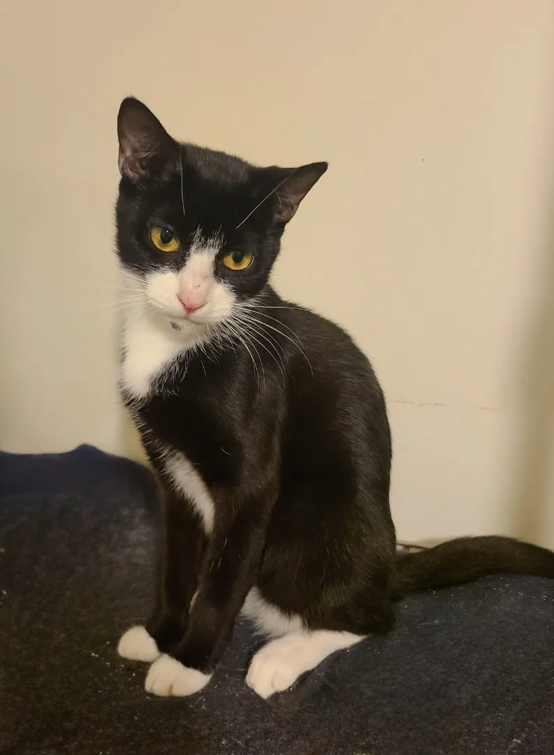 Dandelion thumbnail 2