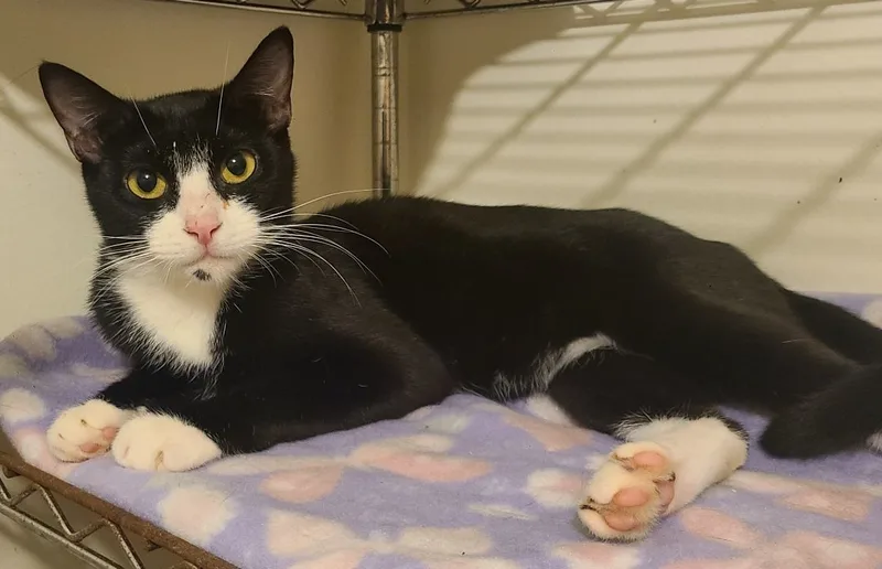 Dandelion thumbnail 3