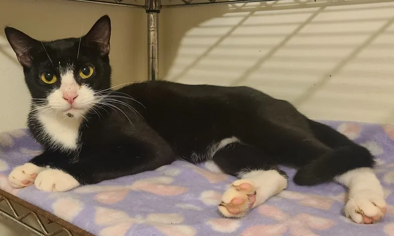 Dandelion thumbnail 4