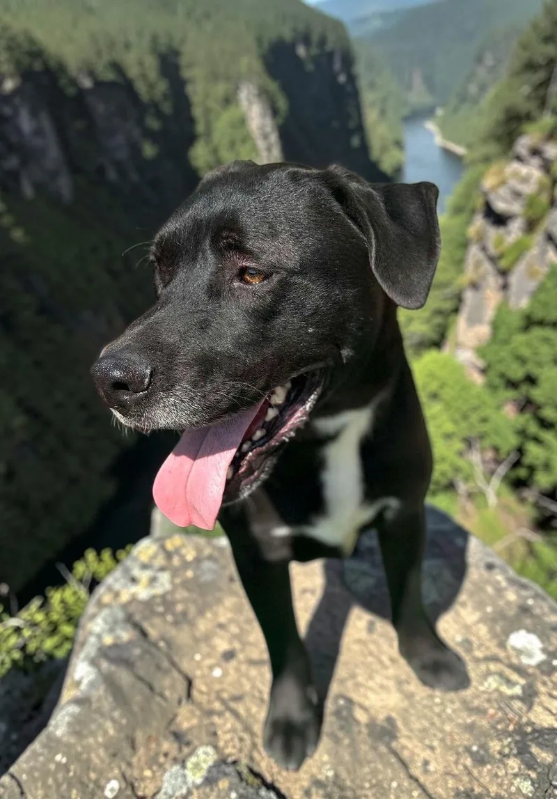 An adult large-sized male Black Black Labrador Retriever dog named Holt for adoption in Ventura, CA