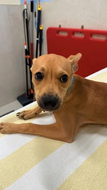 A baby small-sized male Terrier dog named Dash for adoption in Honolulu, HI