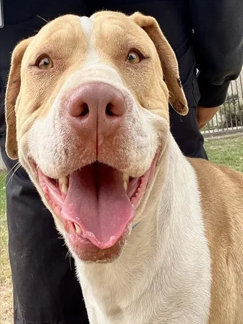 A young medium-sized male Pit Bull Terrier dog named Brownie for adoption in Riverside, CA