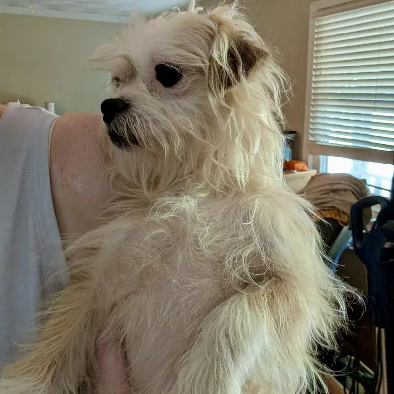 An adult small-sized male Terrier dog named Fats for adoption in Hillsborough , NC