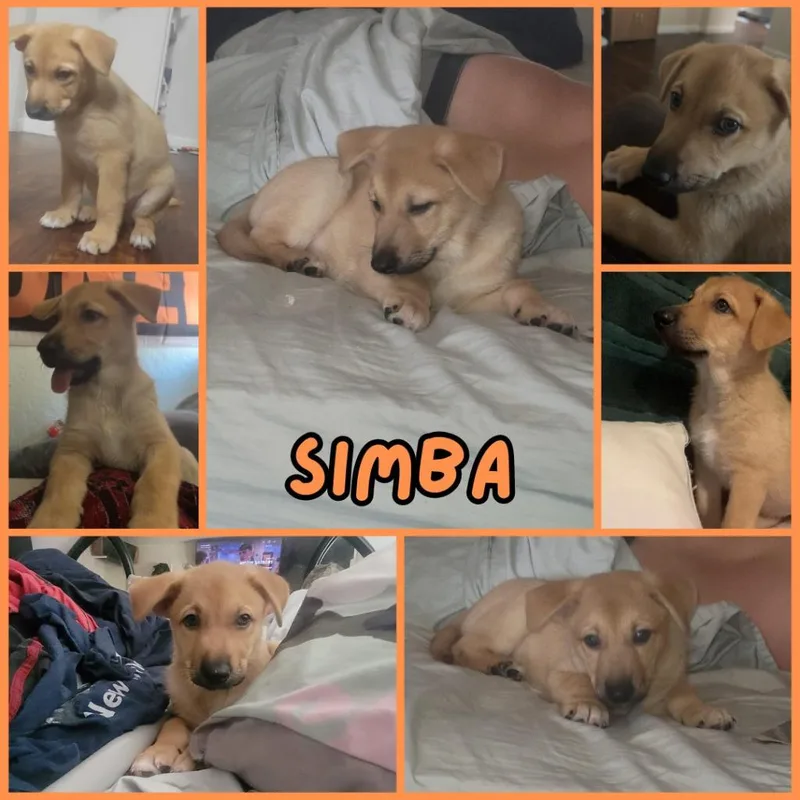 A young medium-sized male Mixed Breed dog named Simba for adoption in Mesa, AZ