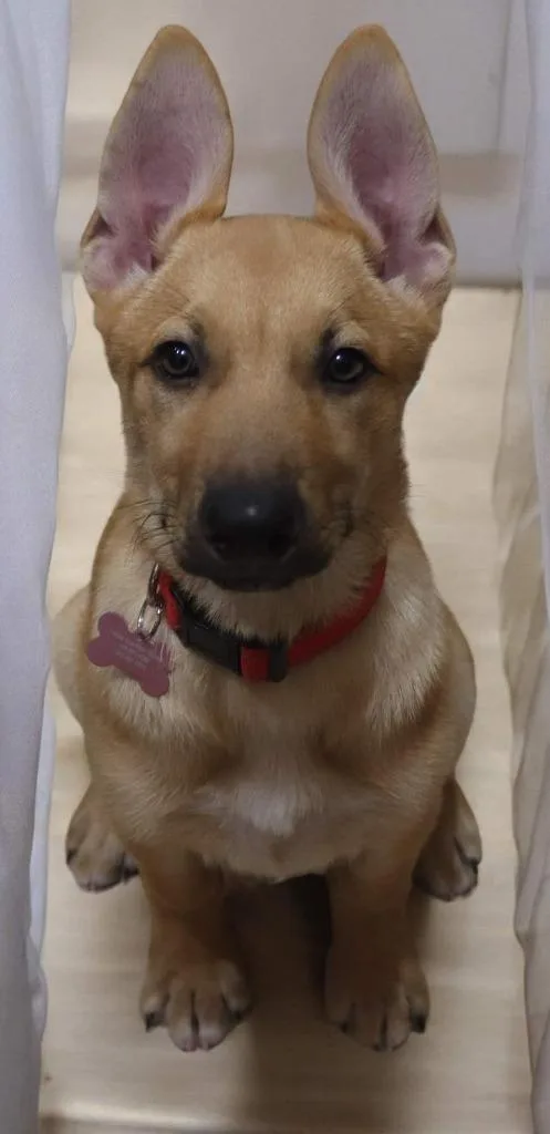 Simba thumbnail 2
