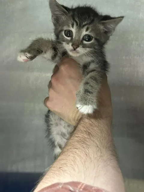 A baby small-sized female Gray & White Domestic Short Hair cat named Jeno for adoption in Muskegon, MI