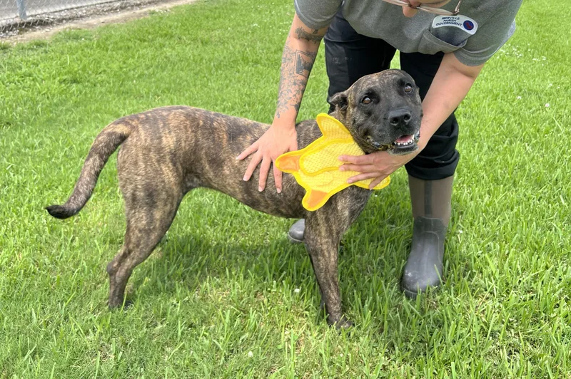 An adult large-sized female Presa Canario dog named Highway for adoption in Plaquemine, LA