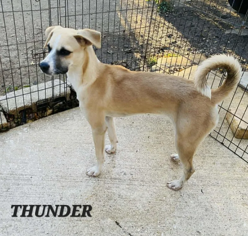Thunder thumbnail 3