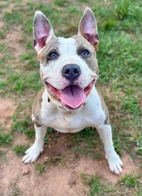 A young medium-sized male American Staffordshire Terrier dog named Beckett for adoption in York, SC