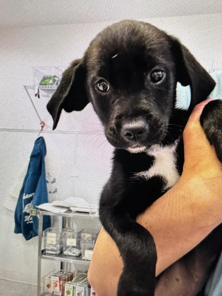 A baby small-sized female Shepherd dog named Artemis for adoption in Brookings, OR