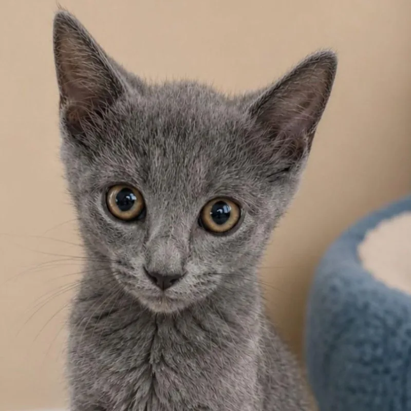 A baby small-sized male Russian Blue cat named Spooks for adoption in Mabank, TX