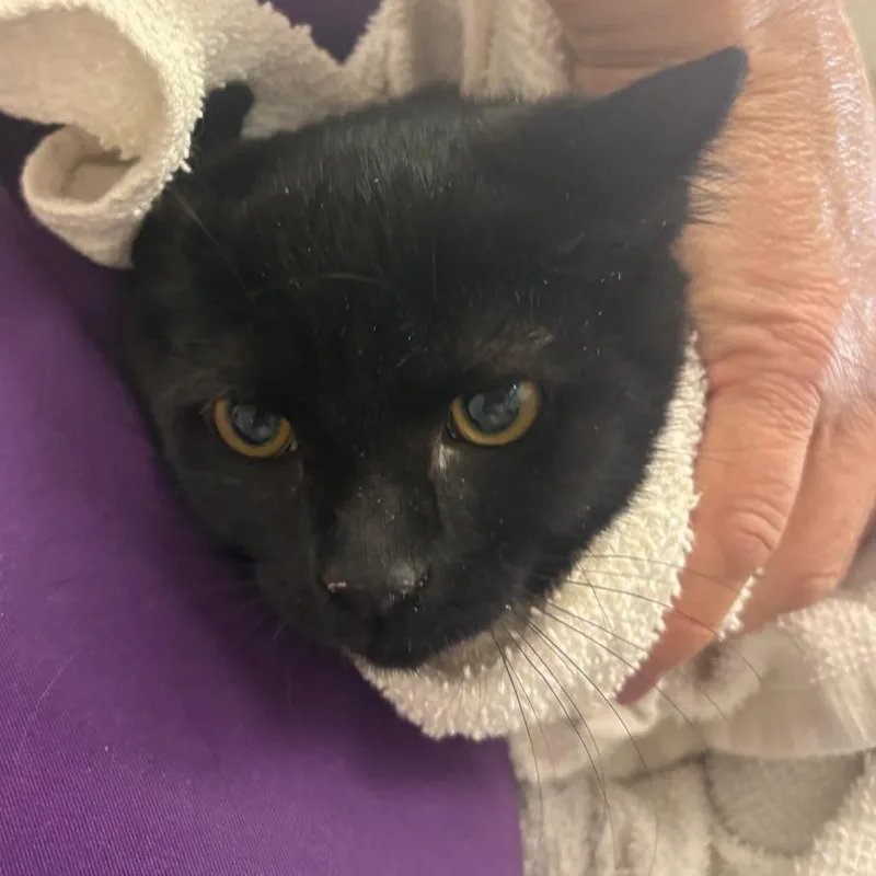 A baby small-sized male Black Domestic Short Hair cat named Mister Hisser for adoption in Morganton, NC