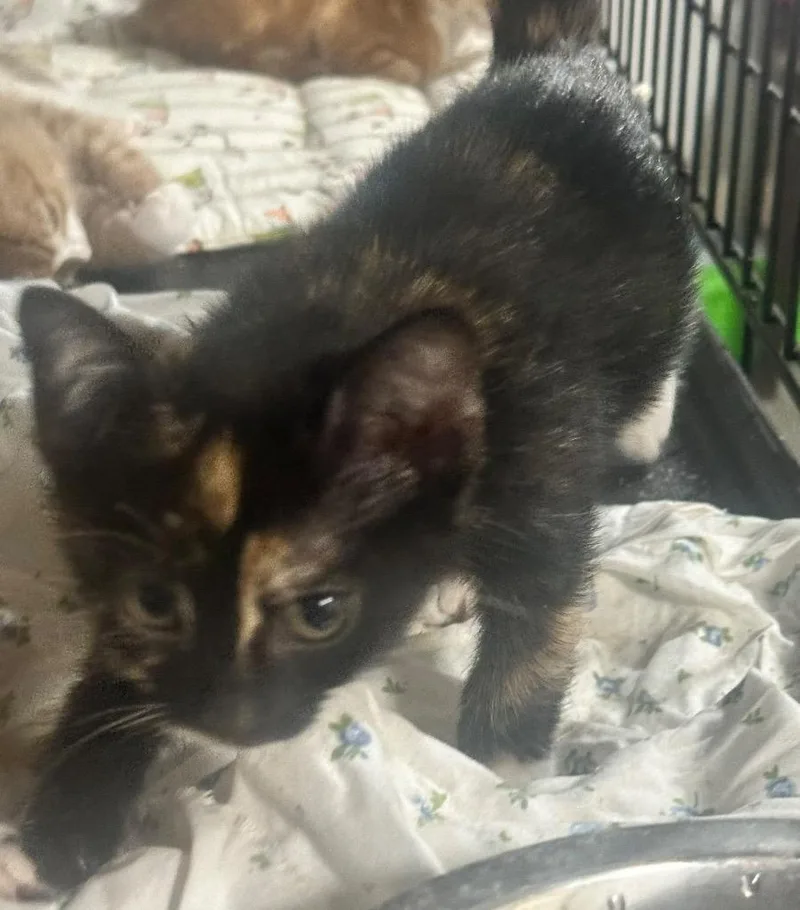 A baby medium-sized female Domestic Short Hair cat named Maisie for adoption in New York, NY