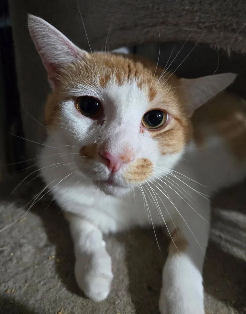 An adult large-sized male Domestic Short Hair cat named Gerald for adoption in Trenton, NJ