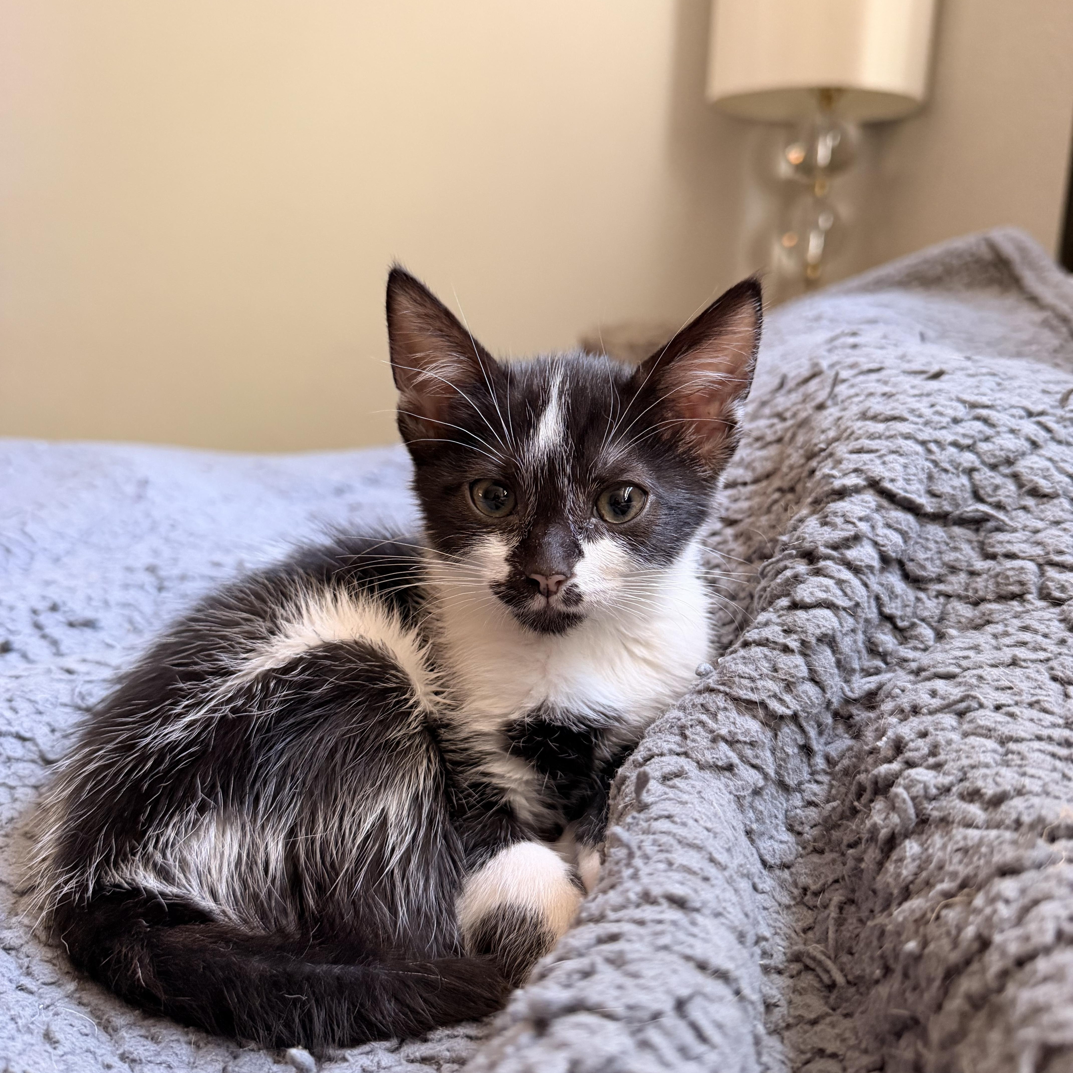 A baby medium-sized female Domestic Short Hair cat named Beignet for adoption in Davis, CA