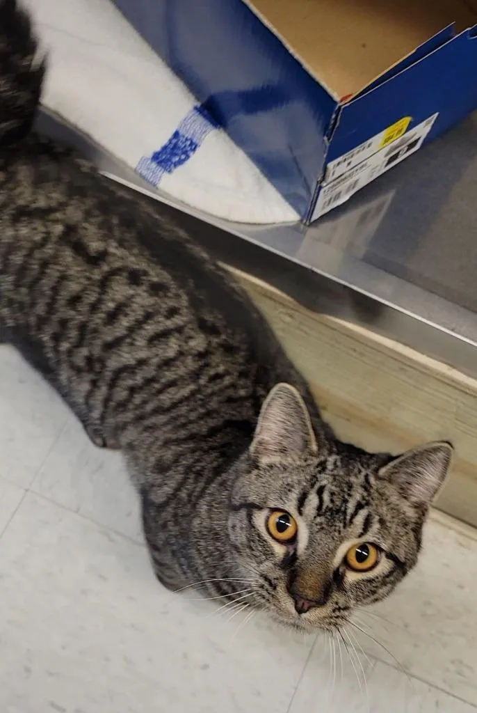 A baby medium-sized male Domestic Short Hair cat named Beethoven for adoption in Sandusky, OH