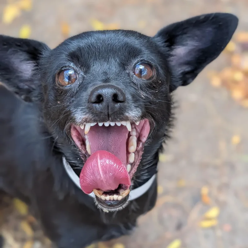 An adult small-sized female Black Chihuahua dog named Nibbles for adoption in Mountain Center, CA
