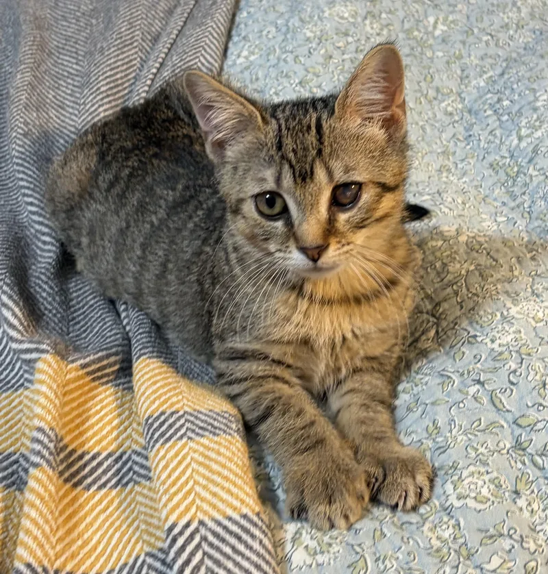 A baby medium-sized male Tabby (Tiger Striped) Domestic Short Hair cat named Hozier for adoption in Breinigsville, PA