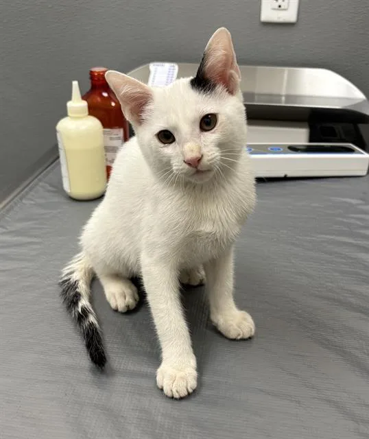 A baby small-sized male Domestic Short Hair cat named Pancakes for adoption in Las Vegas, NV