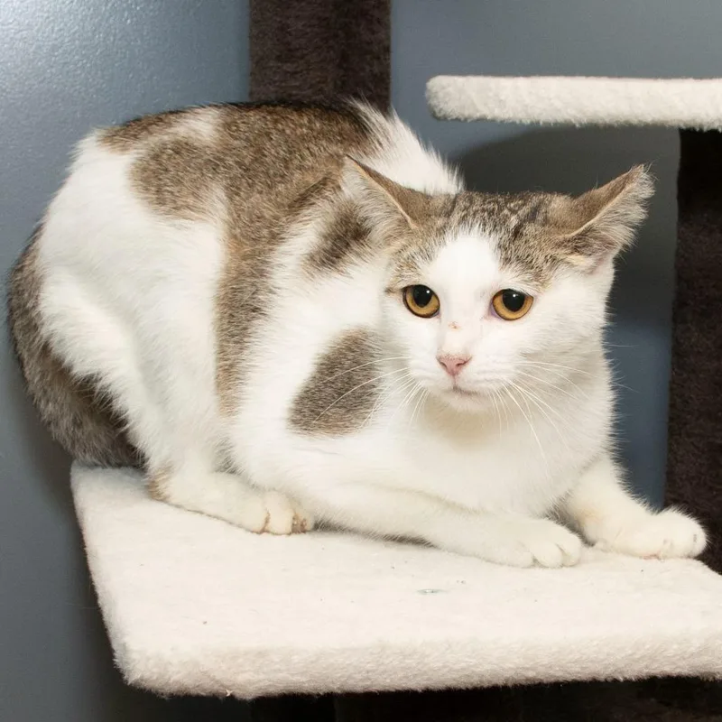A baby small-sized female Domestic Medium Hair cat named Debbie for adoption in Troy, OH