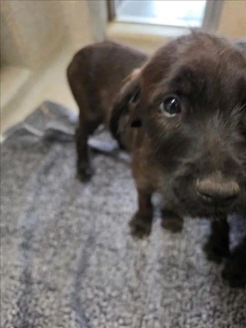 A baby small-sized female Giant Schnauzer dog named Ariel for adoption in Tracy, CA