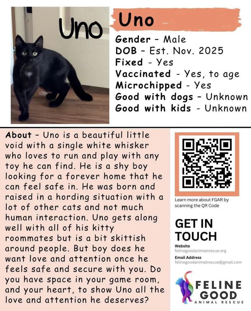 A baby medium-sized male Black Domestic Short Hair cat named Uno for adoption in Eugene, OR