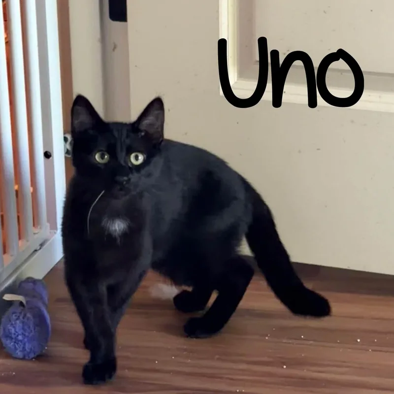 Uno thumbnail 2